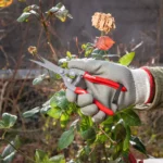 ხილის სასხლავი მაკრატელი Ronix RH-3150